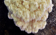 Hericium clathroides