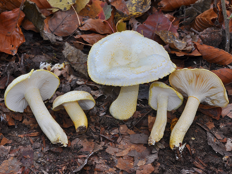 Hygrophorus chrysodon