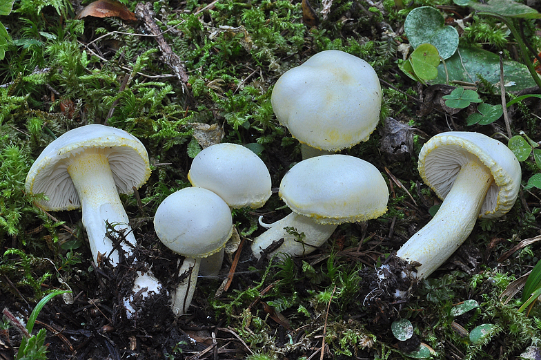 Hygrophorus chrysodon