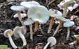 Hygrophorus discoxanthus