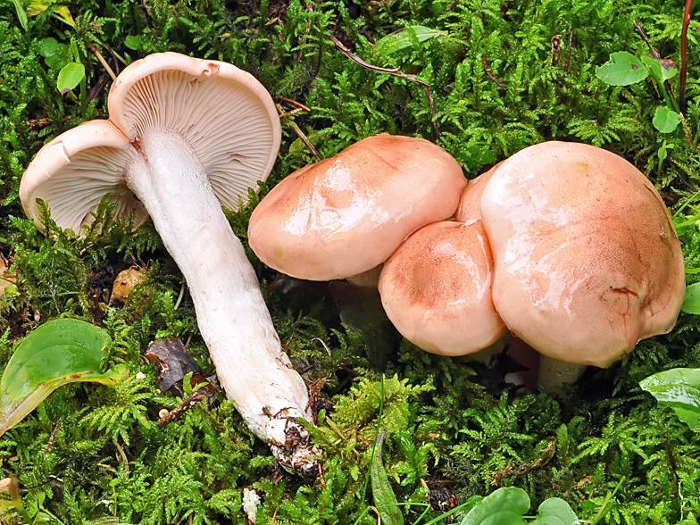 Hygrophorus erubescens var persicolor