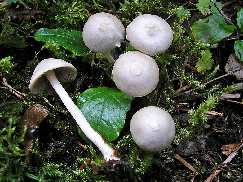 Inocybe geophylla