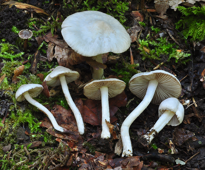 Inocybe geophylla