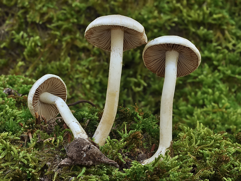 Inocybe geophylla