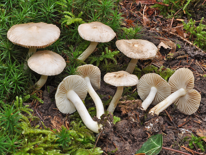 Inocybe geophylla