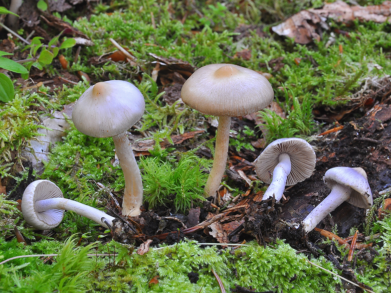 Inocybe geophylla var lilacina