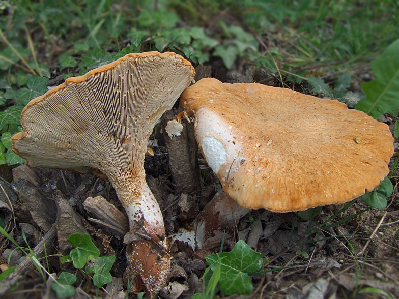 Lentinus cyathiformis