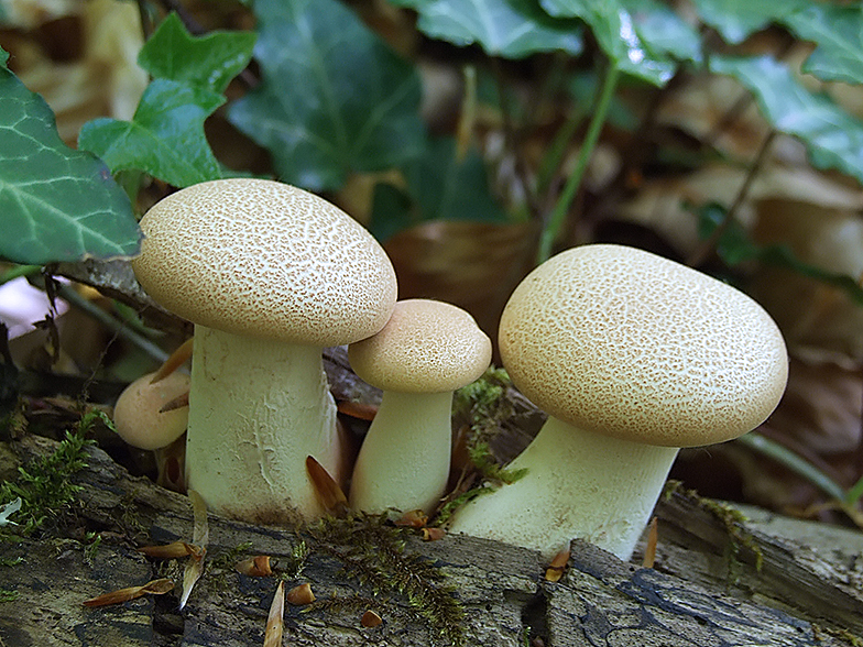 Lentinellus cyathiformis