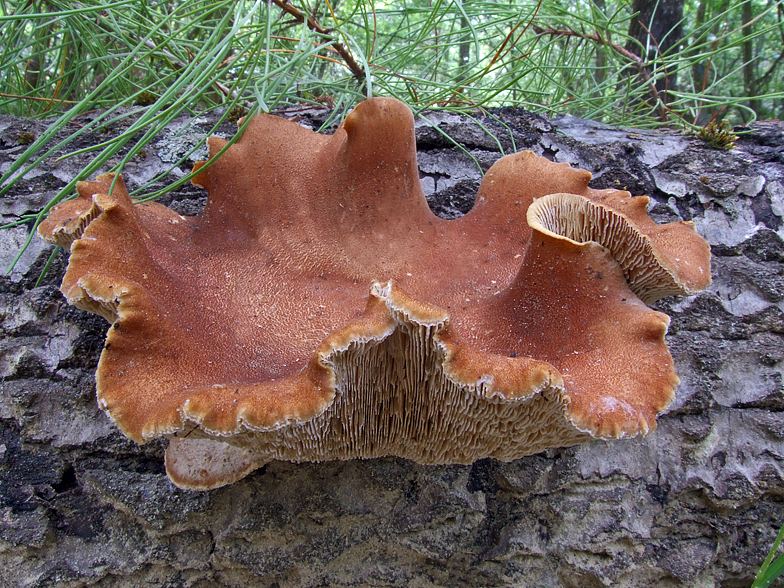 Lentinus cyathiformis