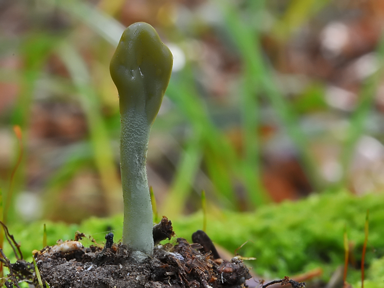 Microglossum griseoviride