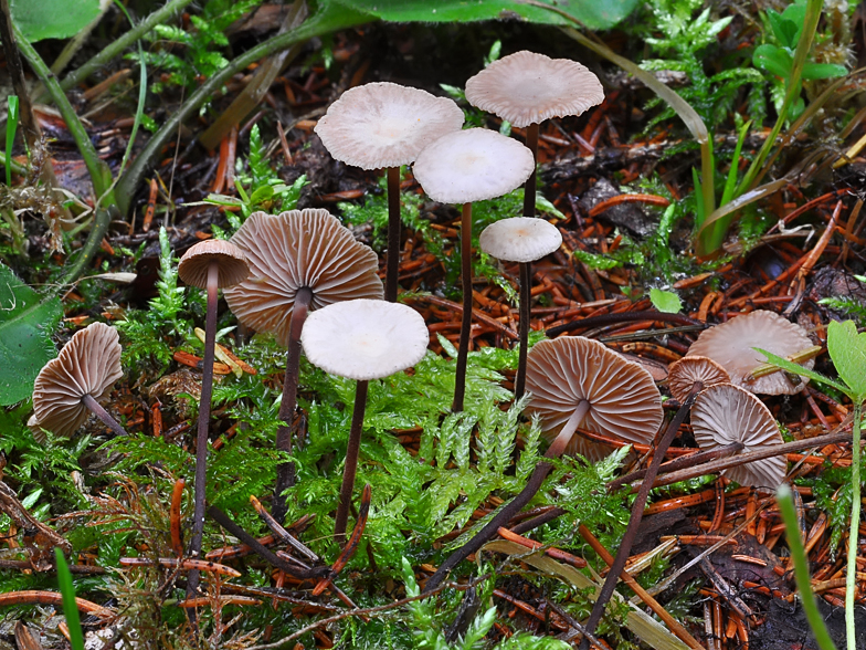 Micromphale perforans