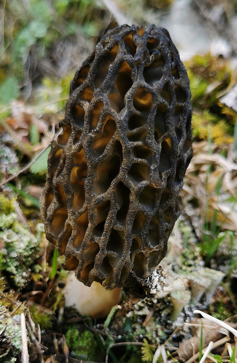 Morchella deliciosa