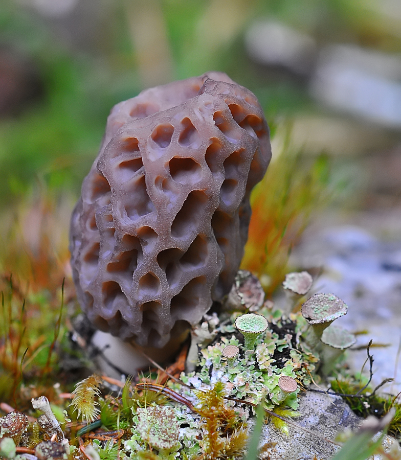 Morchella deliciosa