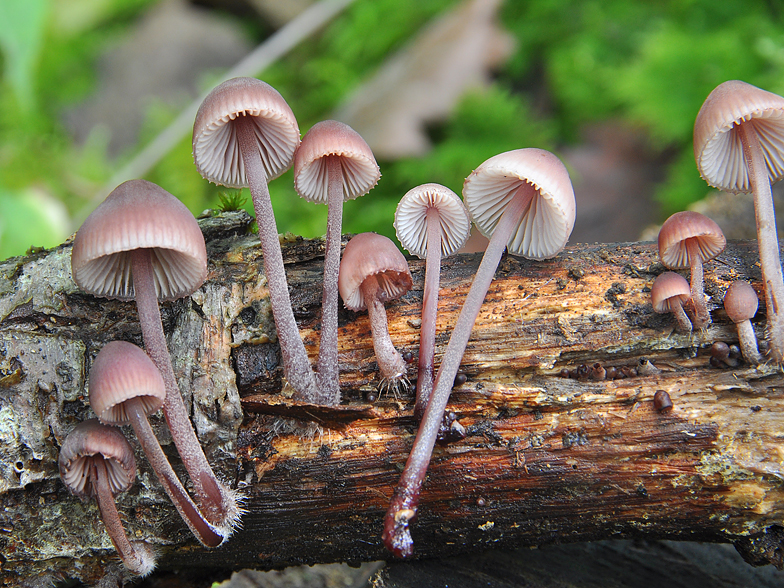 Mycena haematopus