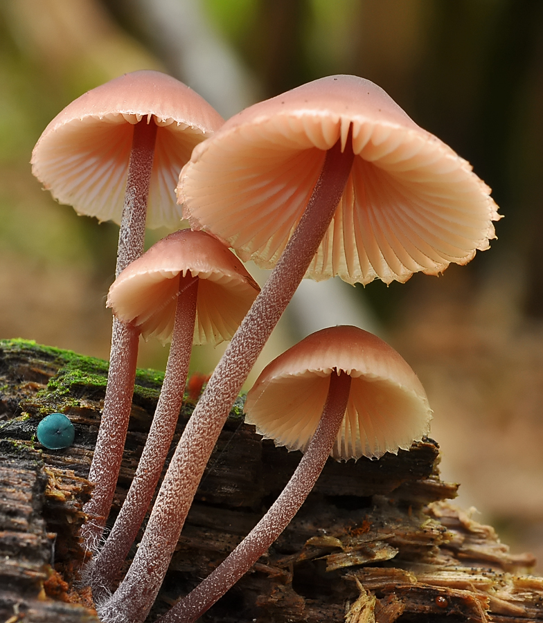 Mycena haematopus