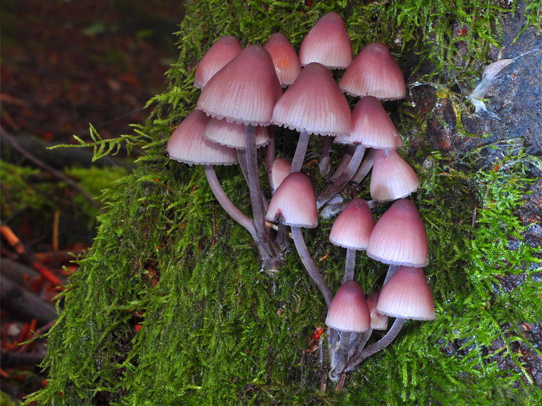 Mycena haematopus