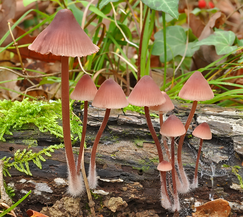 Mycena haematopus