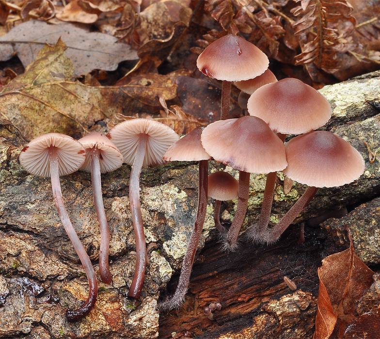 Mycena haematopus