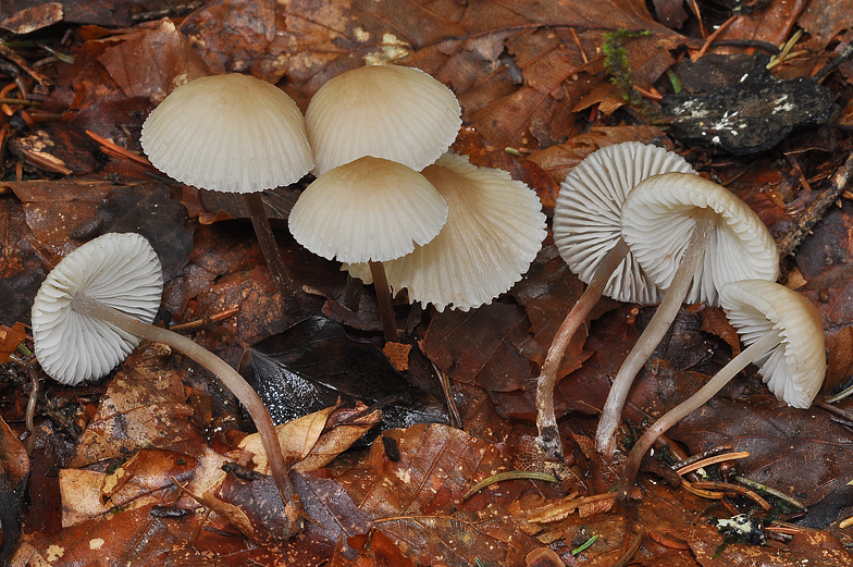 Mycena zephirus