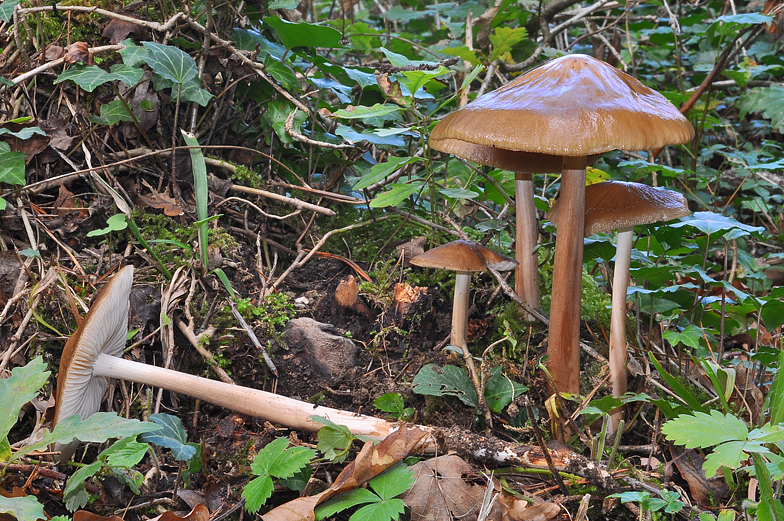 Oudemansiella radicata