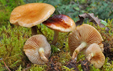 Pholiota spumosa
