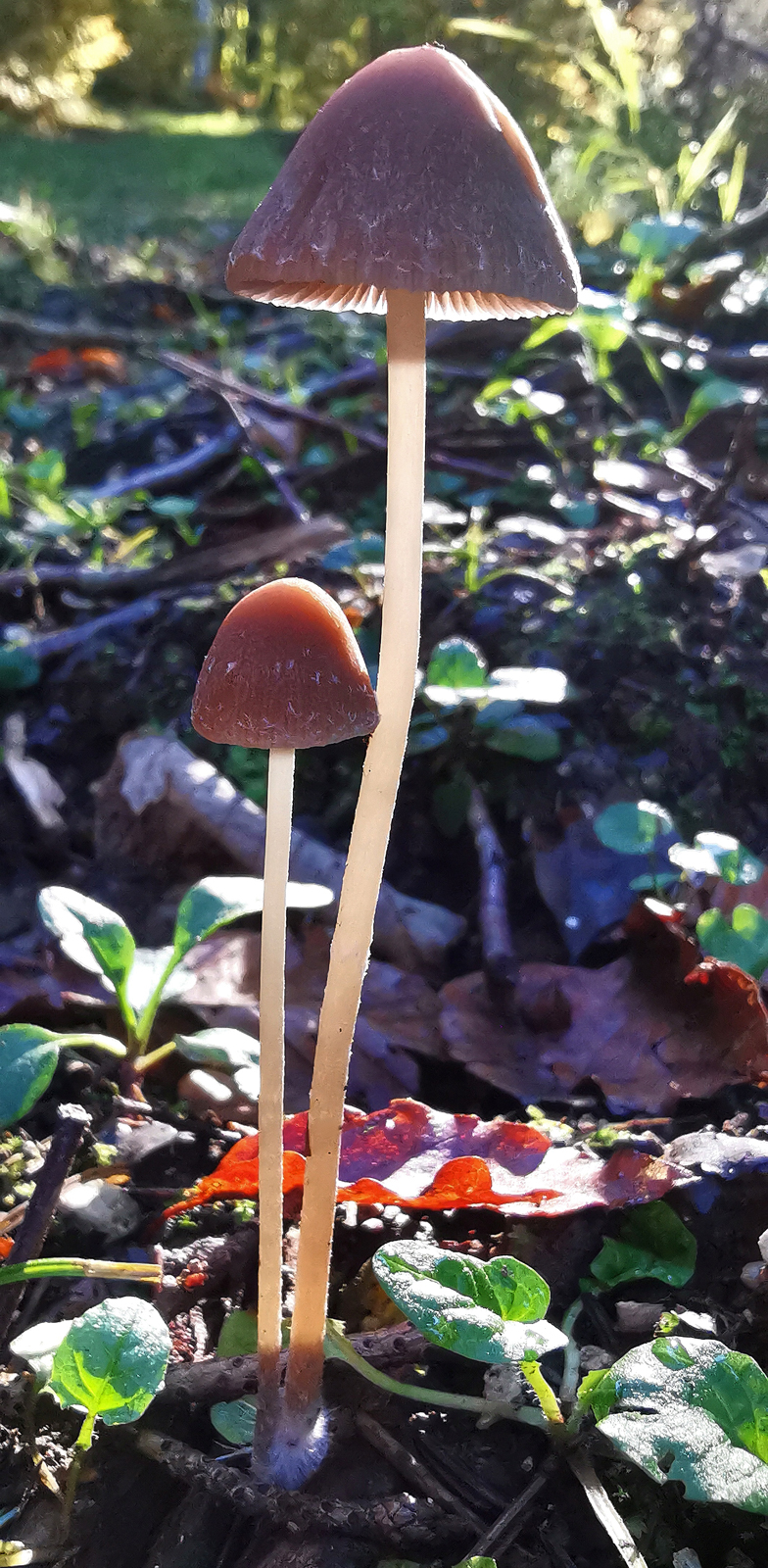 Psathyrella conopilus