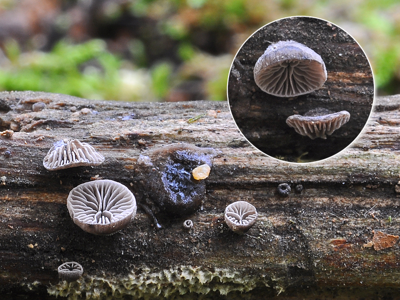 Resupinatus applicatus