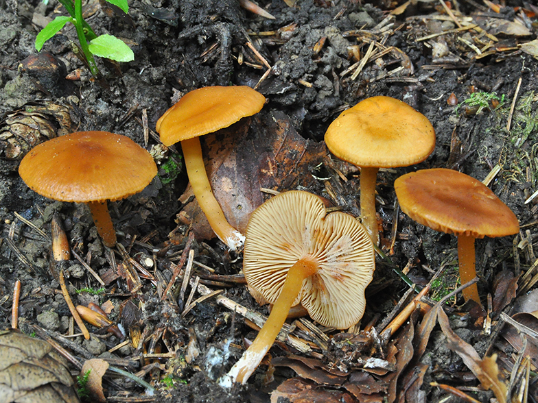 Rhodocybe nitellina