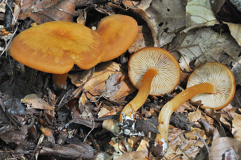 Rhodocybe nitellina