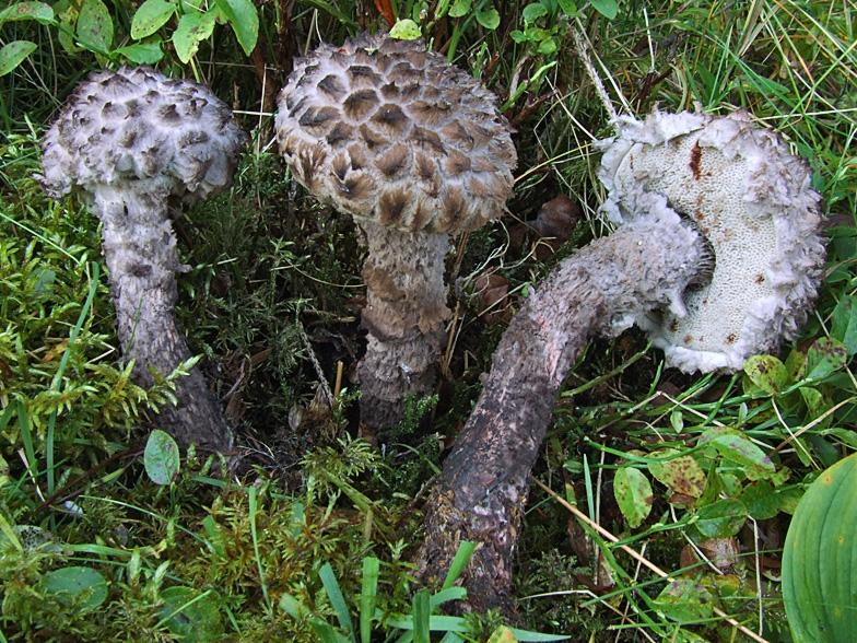 Strobilomyces strobilaceus