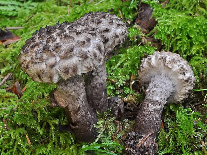 Strobilomyces strobilaceus