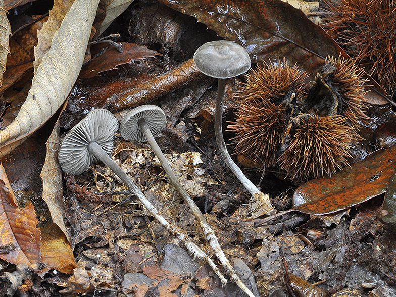 Tephrocybe rancida