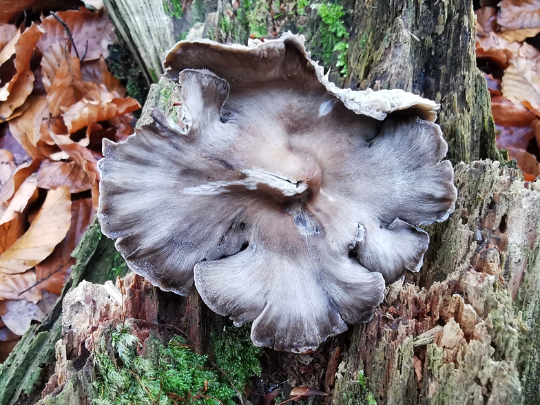 Tephrocybe rancida