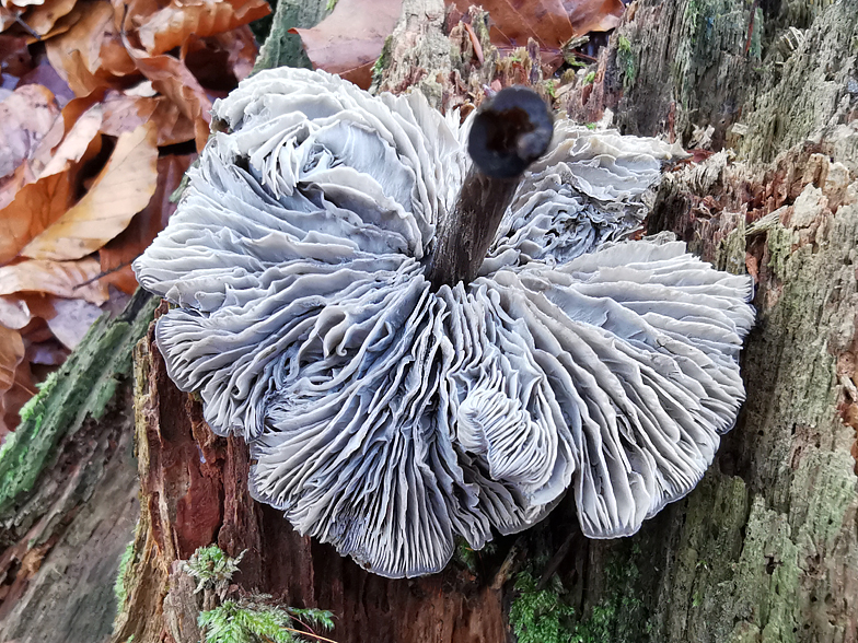 Tephrocybe rancida