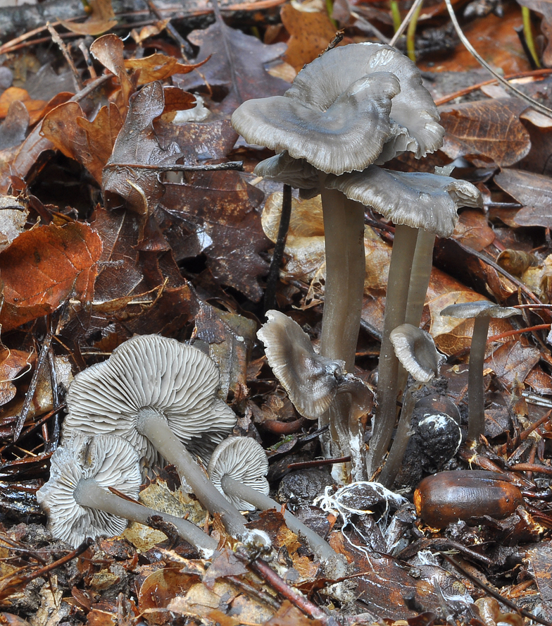 Tephrocybe rancida