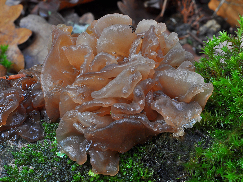 Tremella foliacea