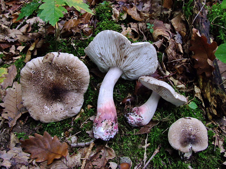 Tricholoma basirubens