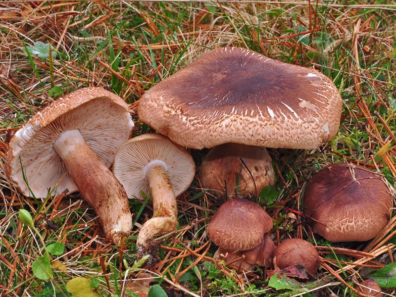 Tricholoma imbricatum