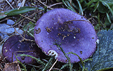Russula alnetorum
