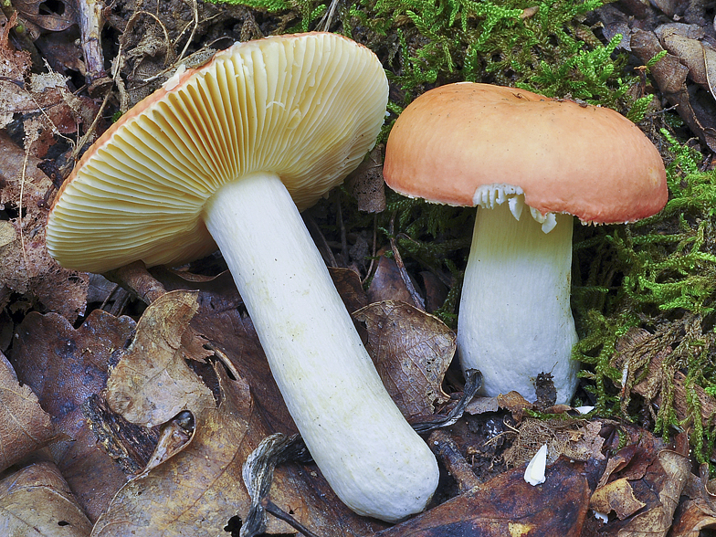 Russula decipiens