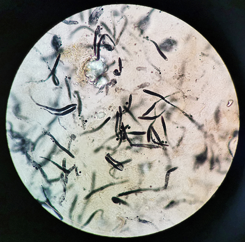 Russula decipiens micro