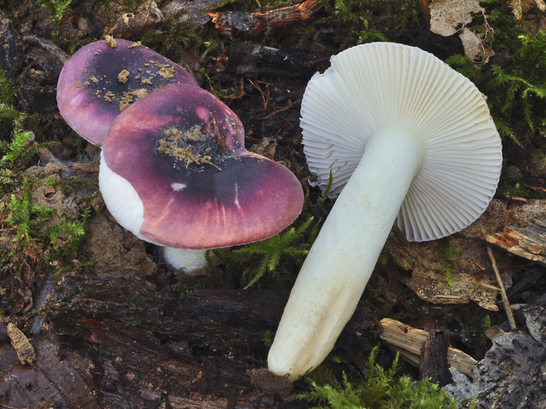 Russula fragilis forme fallax