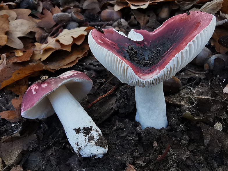 Russula fragilis forme fallax