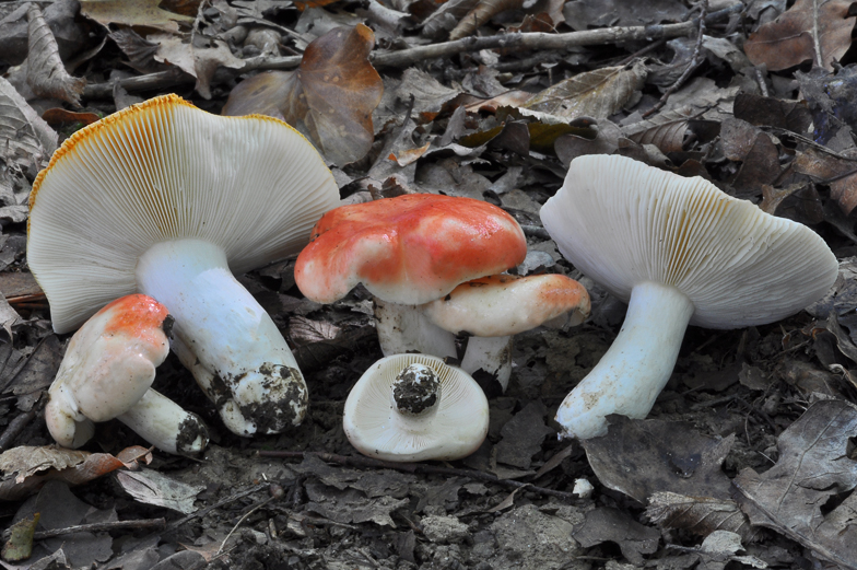 Russula luteotacta