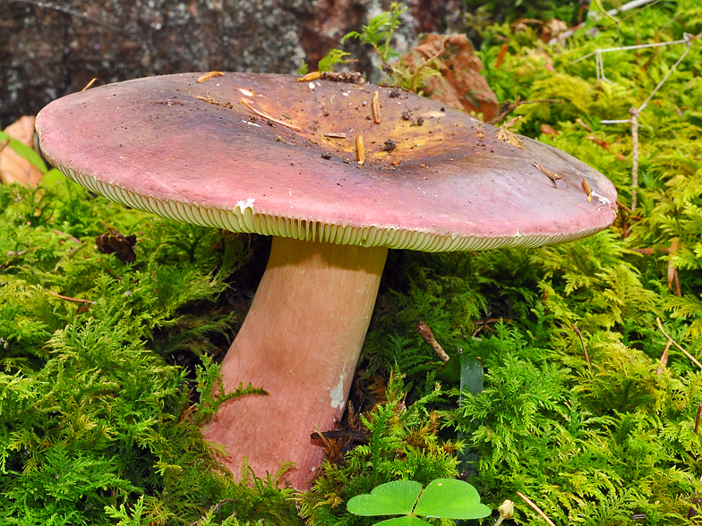 Russula olivacea