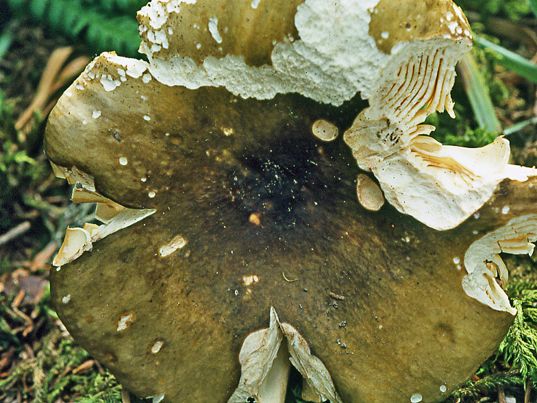 Russula romellii forma