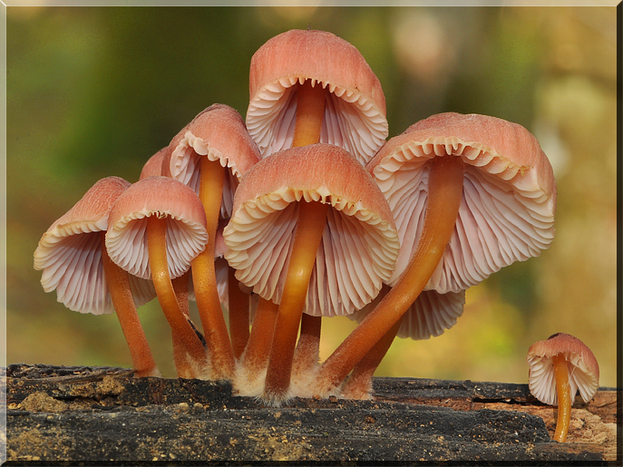 Caloscypha fulgens