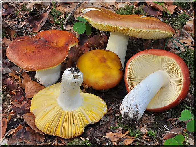 Russula aurata