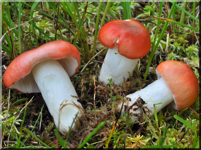 Russula griseascens