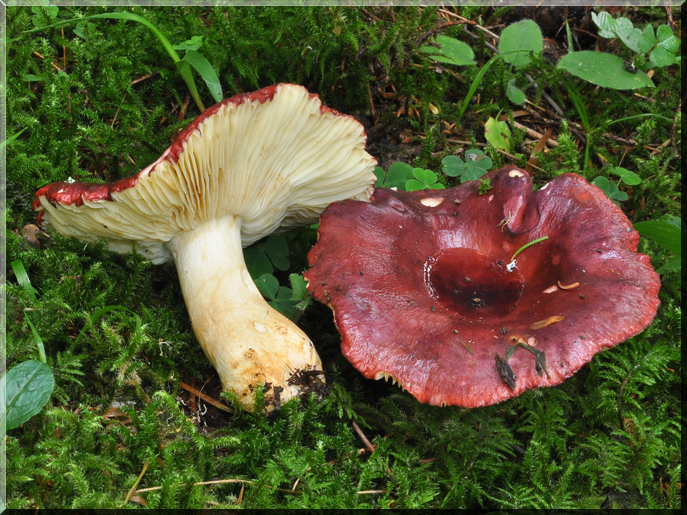 Russula viscida
